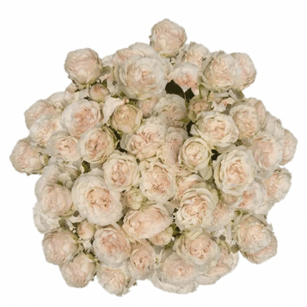 Rosespray Be True Rprima