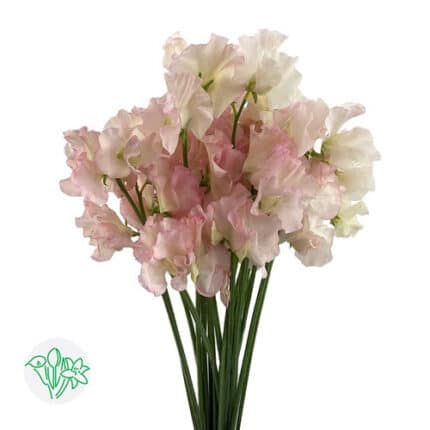 SweetPea Blush 50cm holex