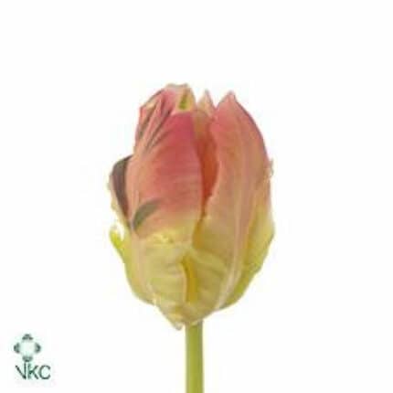 Tulip Parrot Lady holl