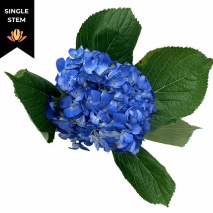 Hydrangea Dk Blue rfi (STEM)