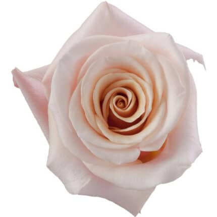 Rose Mother Of Pearl 60cm rfi -