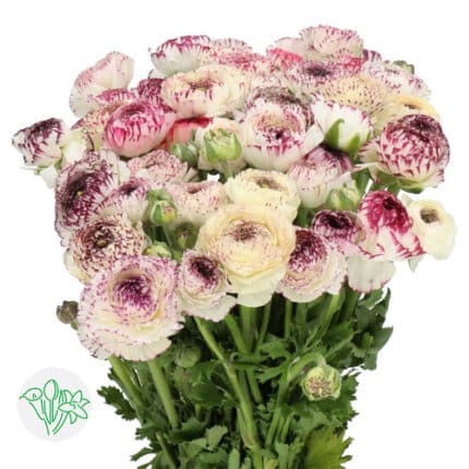 Ranunculus White & Purple Mixe