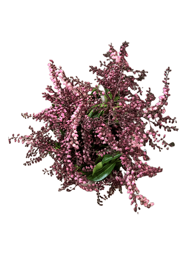 Pieris Pink Oregon - PIE PINK ORE