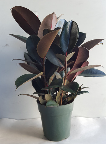 6" POTTED RUBBER