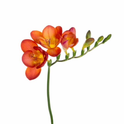 Freesia Variegated Org hendric