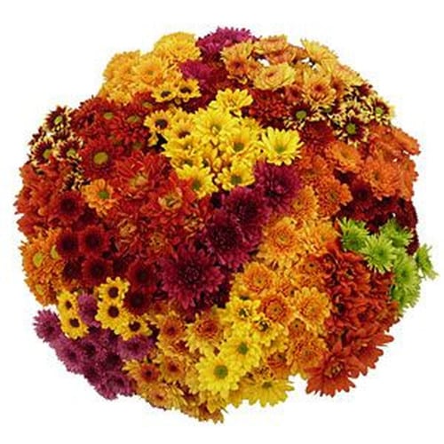 057180ef-c36f-4884-902a-5446fb5dda20.jpg Pom Asst Fall(12case)gdns - Image 1