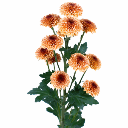 Pom Button Peach sole