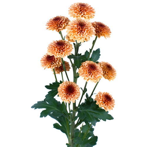 057ebc3a-74a7-4403-8574-ea708ce76340.png Pom Button Peach sole - Image 1