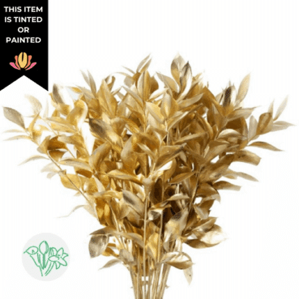 Israeli Ruscus Gold Dyed holl - GR ISR RUS GOLD