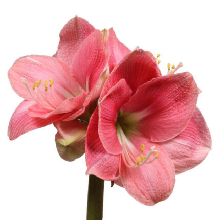 Amaryllis Reve holl(STEM)