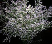 LIMONIUM supreme misty