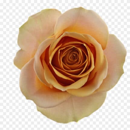 Rose Dijon 50cm (12st) floreca