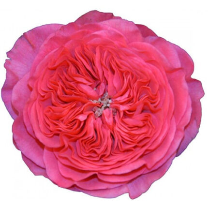 Garden Rose BARONESSE(Ht Pink)
