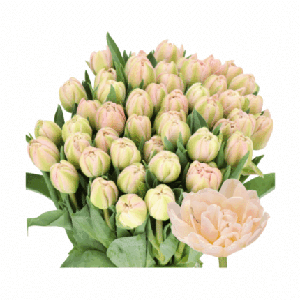 Tulip Dbl Pink Mist holl