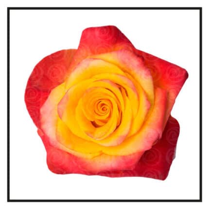 Rose High&Yellow 60cm priv col