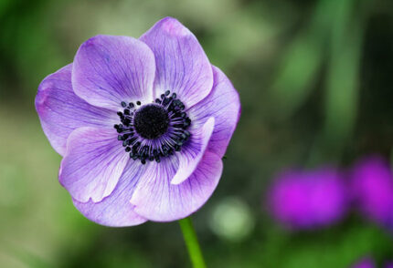 Anemonie Mauve hendricks