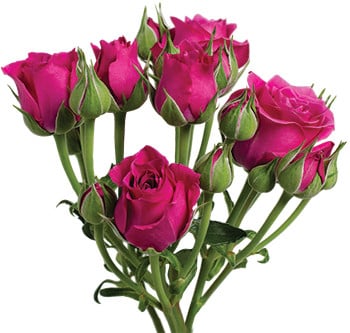 RoseSpray Hot Magic rfi