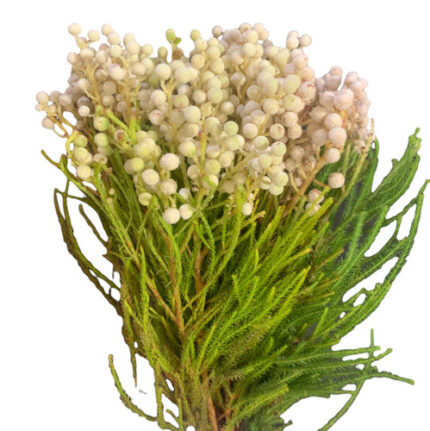 Berzelia White Lanuginosa Whit