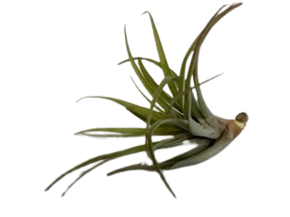 6" Large Air Plants