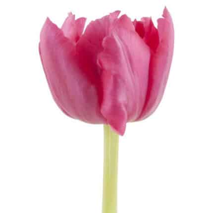 Tulip Dbl Cognac holl
