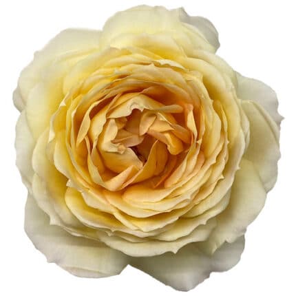 Rose Caramel Antike allure
