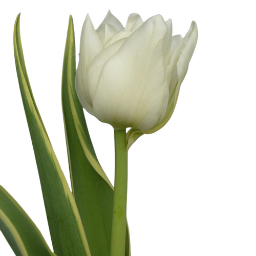 05c0a107-edab-43b6-9453-078b66e85168.png Tulip The Edge canada white pa - Image 1