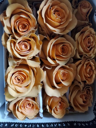 Rose Vanilla Mocca 60cm naranj