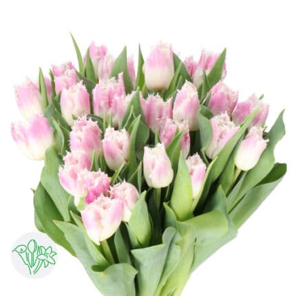 Tulip Frill Blush holl