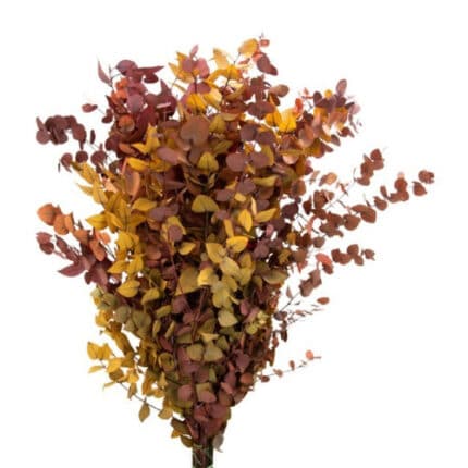 Preserved Eucalyptus Stuartiana Fall Mix arlotti