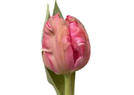 Tullip Pink Panther holl