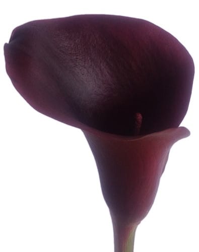 Calla Eveline holl