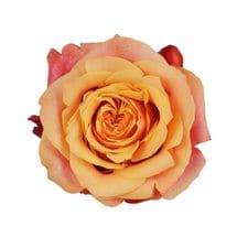 Rose CherryBrandy 60cm sunrite