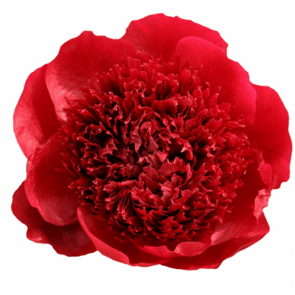 Peony RedCharm chile(10st)