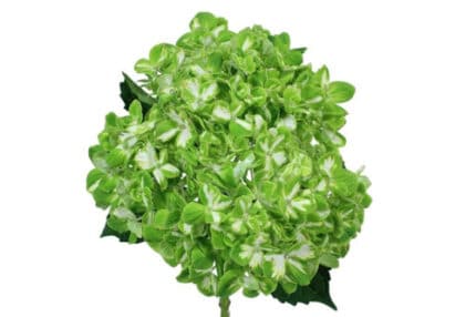 Hydra. MagicalEmerald Green(st