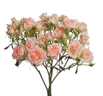 RoseSpray SweetSara fresca