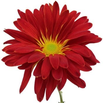 Mum Red Rover bmark