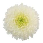 Mum Disbud Magnum florisol(10st)