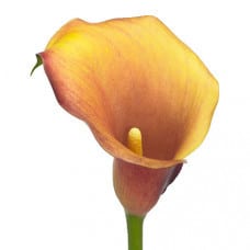 Calla Mango sande