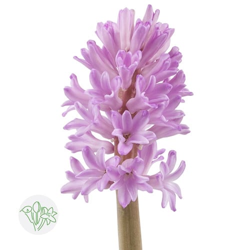 063dfeef-ed85-49f0-b4b4-66dd6b2fa769.jpg Hyacinth Anna liza s.v.(lav) - Image 1