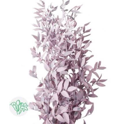 DRIED ITALIAN PAINTED PINK HOL