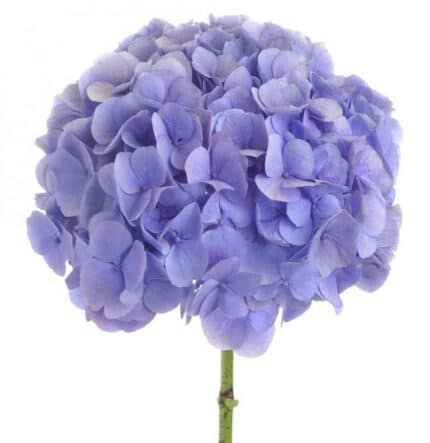 Hydraflora Diamond Lavander ch