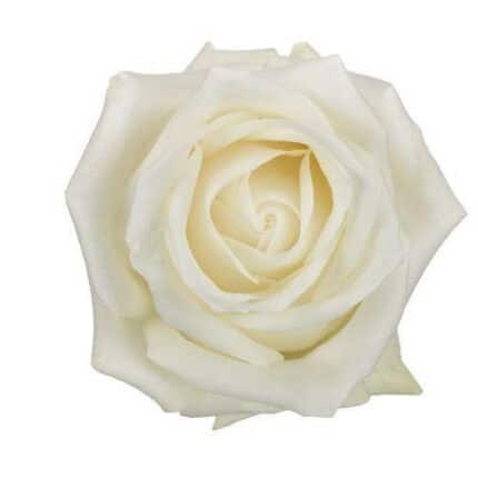 Rose Blizzard 50cm much