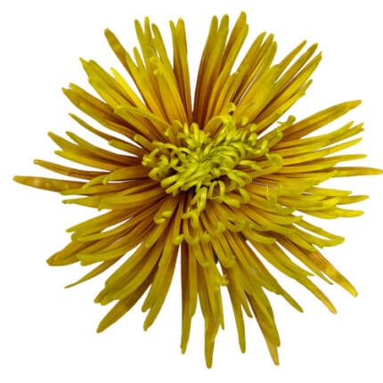 Mum Delistar Saffina Yellow Br