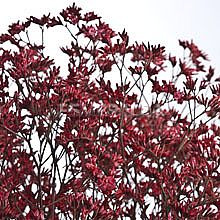 Limonium red petal fresh