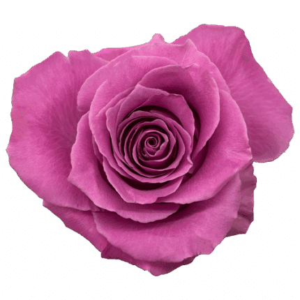 Rose Breathless 50cm rfi