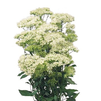 Trachellium White holl