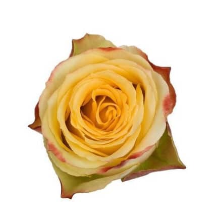 Rose Alert 40cm rprima