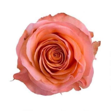 Roses Coral Reef 60cm tessa