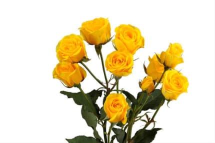 RoseSpray SunCity florisol