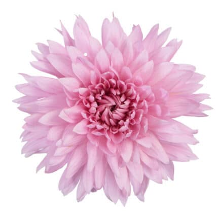 Mum Cremon Pink bella